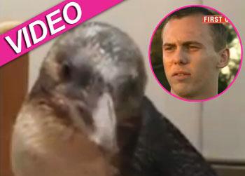 //penguin theft drunk man