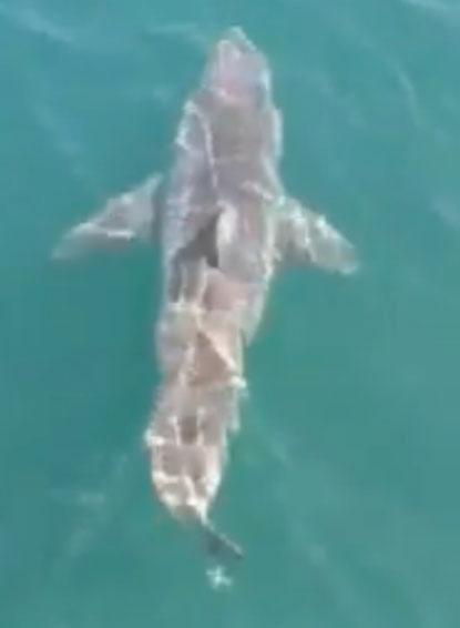 Great White Shark Videoed By Fisherman Off Of Cape Cod