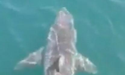 //great white cape cod