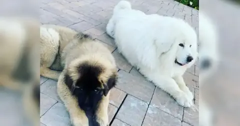 chris brown ex housekeeper forced to reveal name million court battle dog attack la mansion