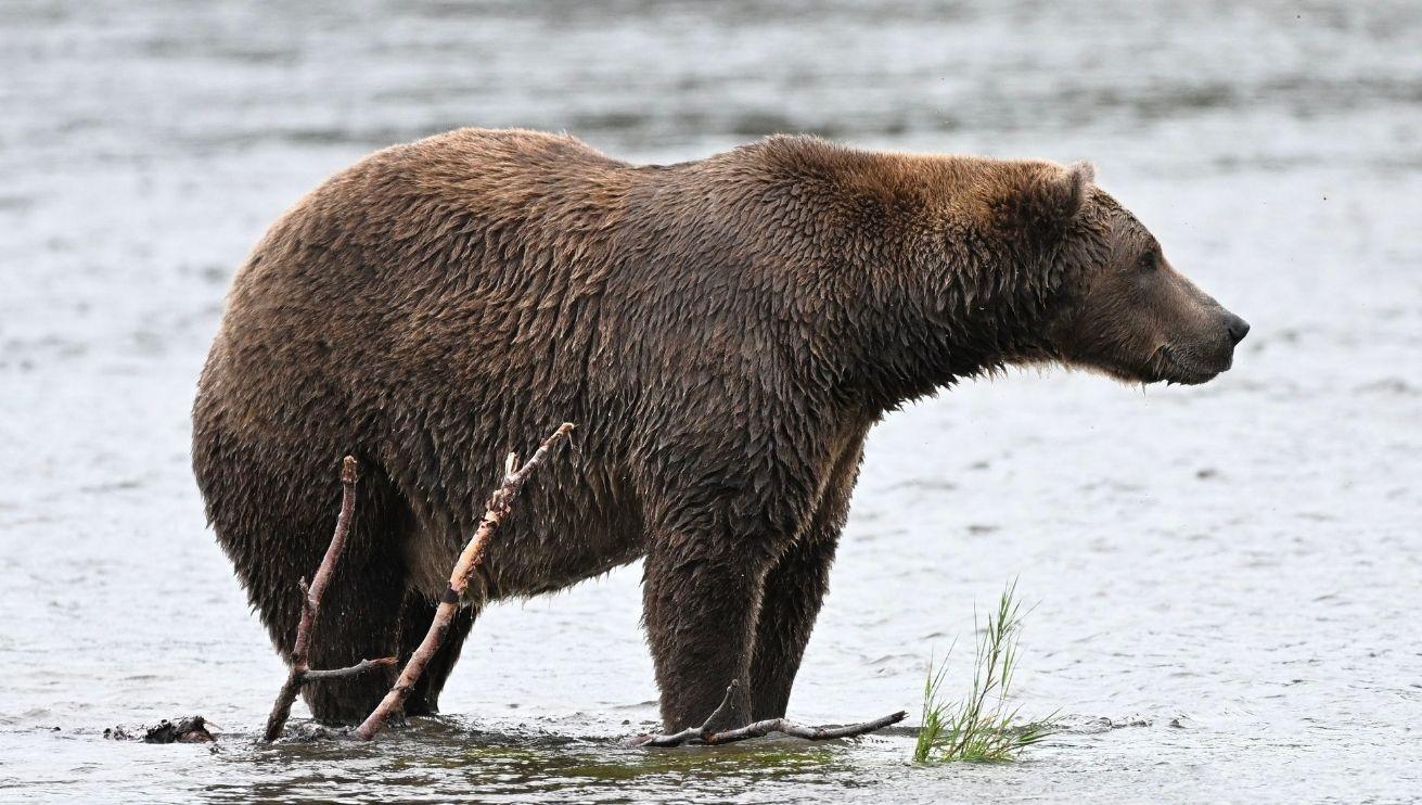 Picture of a Brown Bear