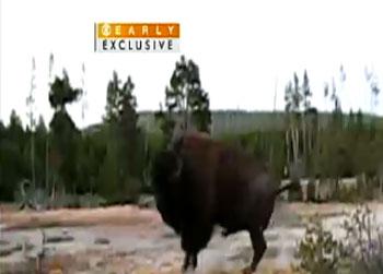//bison attack