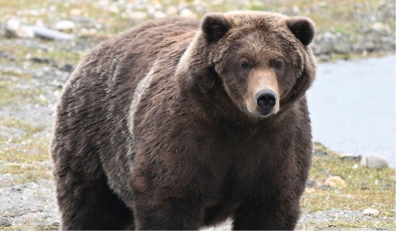 Picture of a Brown Bear