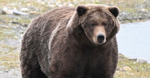 Picture of a Brown Bear