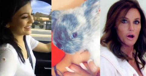 Kylie Jenner Rabbit ‘Bruce’