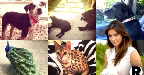 //kardashian family pets missing in touch pp sl