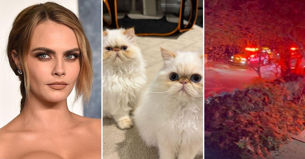 Cara Delevingne s Kittens Missing After House Fire