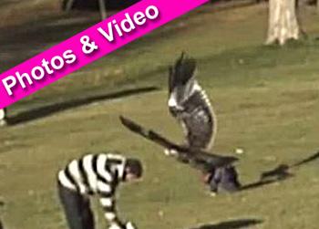 //eagle takes kid nc