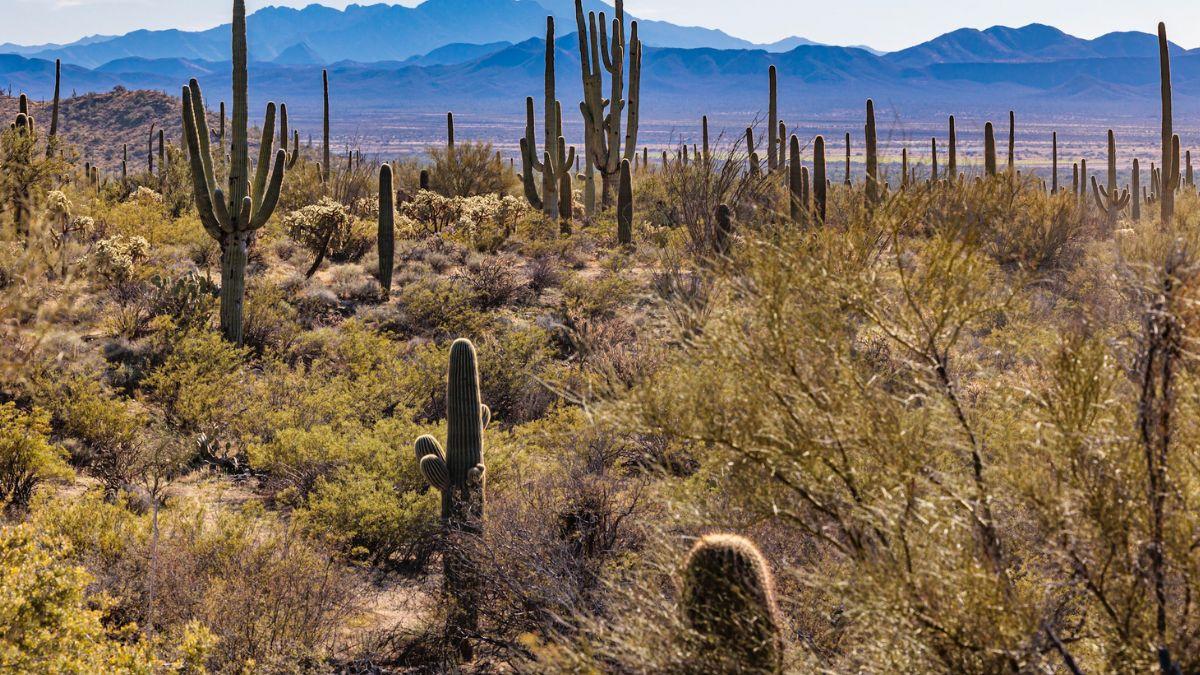 SWAT commander Bob Krieger claimed if Nancy Guthrie's body is in the desert, it will be tough to find.