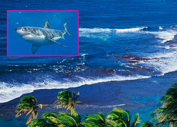 //shark saves man landov getty_