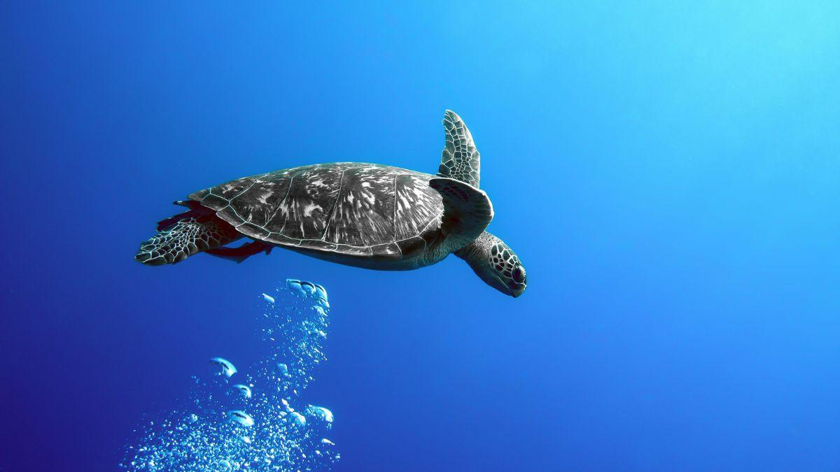 beijing spies turtles control ocean