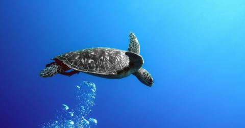beijing spies turtles control ocean