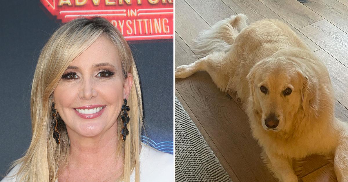 rhoc shannon beador dog archie golden retriever returned home missing taken pp