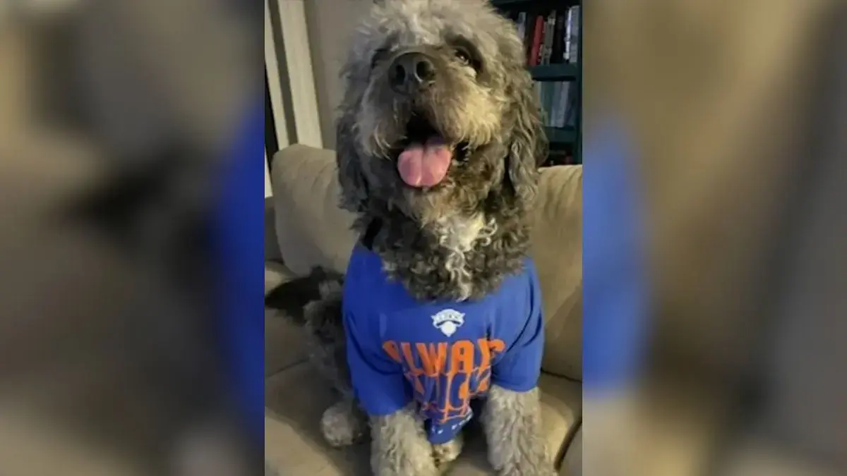 Jameson was a 2-year-old dog.