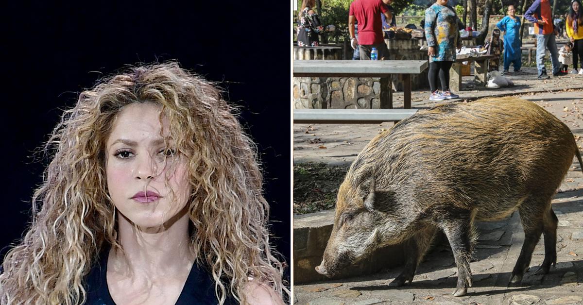 _shakira son attacked wild boars barcelona park stole destroyed purse