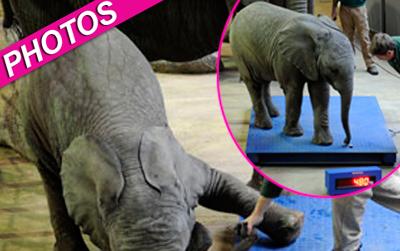 //elephant baby scale landov