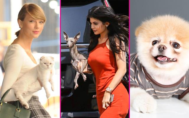 //richest celebrity pets pp