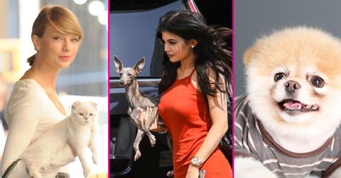 //richest celebrity pets pp