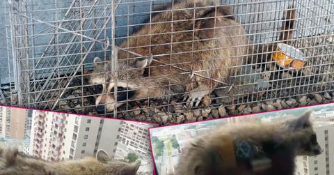 //Raccoon Rescued Scaling Minnesota Skyscraper PP