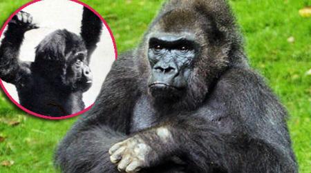 //pattycake gorilla dead