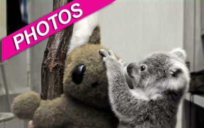 //koala bears cute play landov