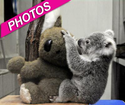 //koala bears cute play landov