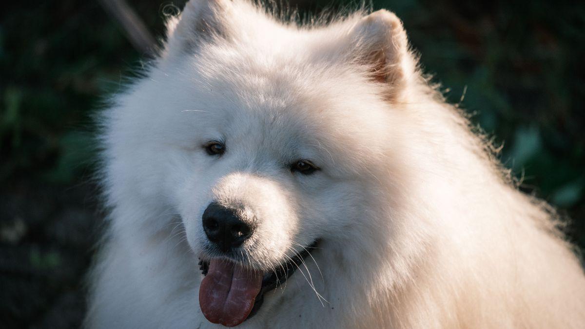 Photo of a Samoyed dog.