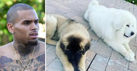 chris brown dogs radar pp