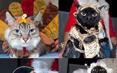 //cats costumes splash
