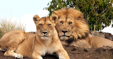//Poachers Eaten By Lions Reserve pp