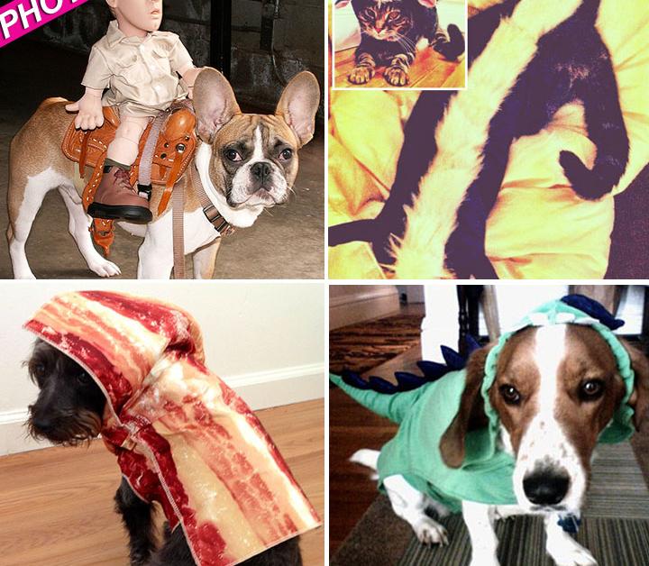Cuteness Overload! Radar’s Most Adorable Dog And Cat Halloween Costume