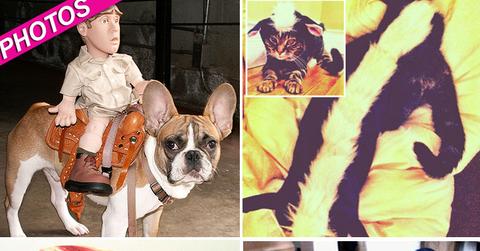 //adorable dog cat haecc