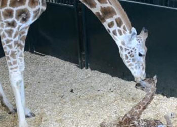 //pp_babygiraffe_www greenwichtime com