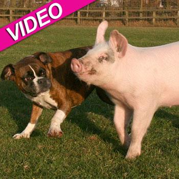 //boxer dog pig friends caters news