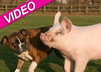 //boxer dog pig friends caters news