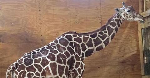 //april pregnant giraffe giving birth belly bulging pp