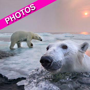 //polar bear photos landov