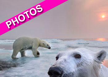 //polar bear photos landov