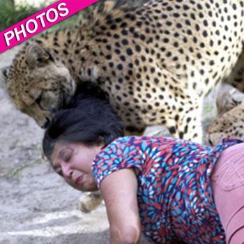 //violet mauled cheetahs south africa