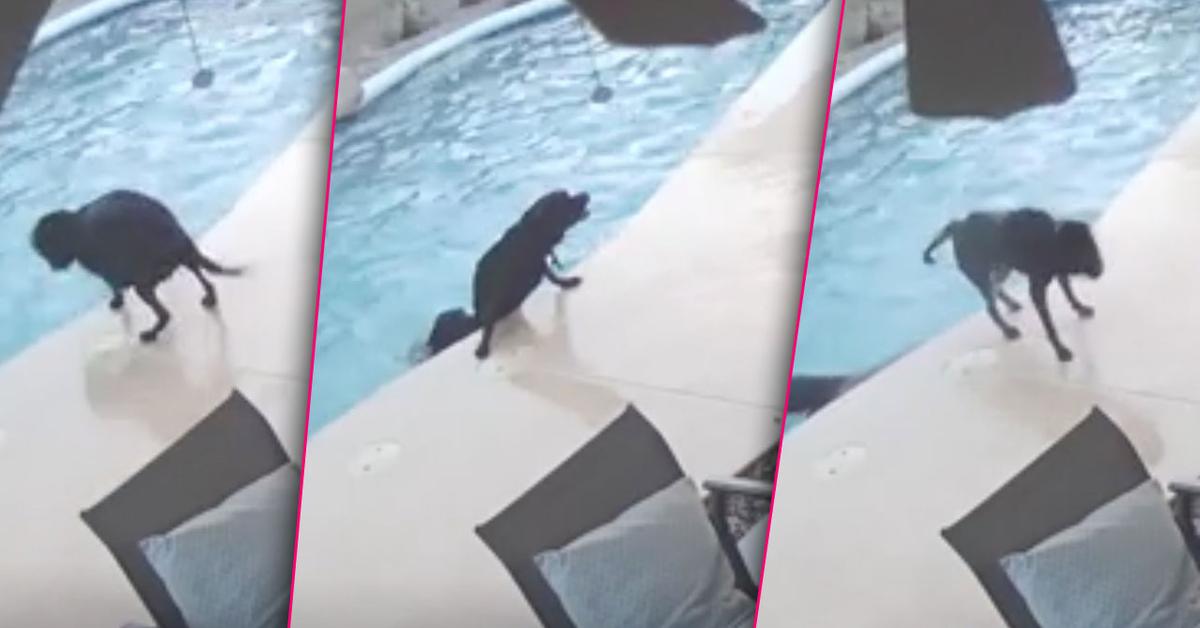 Video: Arizona Hero Dog Dives Into Pool To Save Drowning Friend!