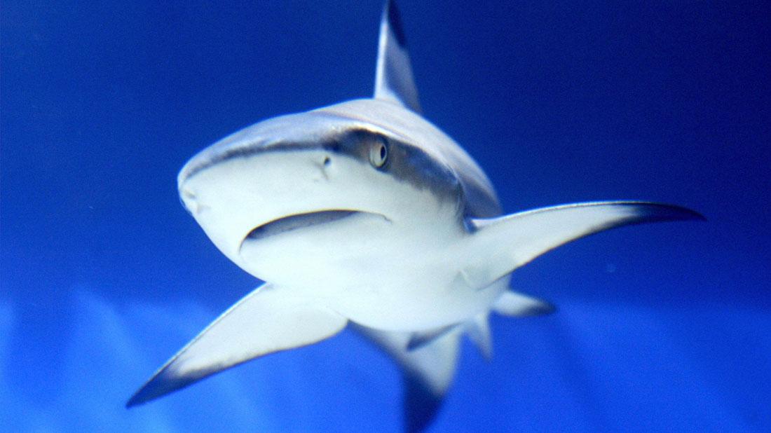 2 Men Injured In Florida Shark Attacks