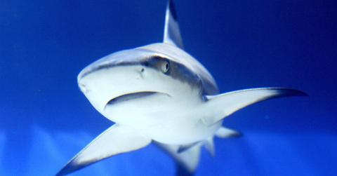 2 Men Injured In Florida Shark Attacks