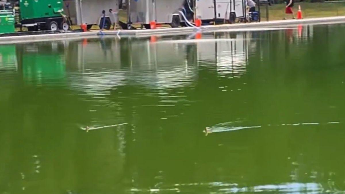 Scientists are concerned with protecting ducks and other wildlife that drink the water.