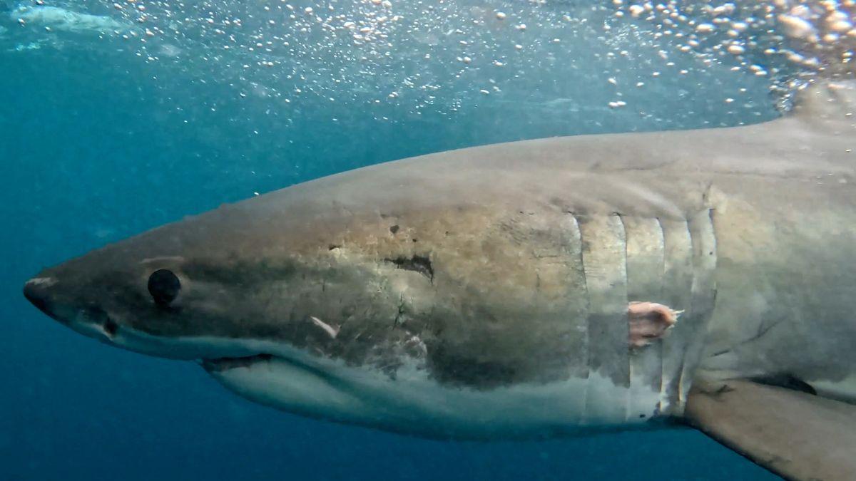 image of A 35-year-old man died after a shark attack near Michaelmas Island.