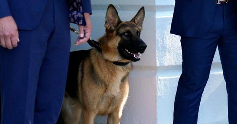 joe biden watched his dog attack secret service agents leaked document