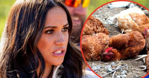 Photo of Meghan Markle and chicken