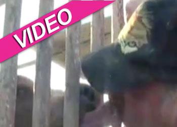 //ohio wild animals bears video