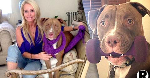 Kim Richards Attack Dog