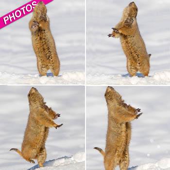 //prairie dogs dance photos