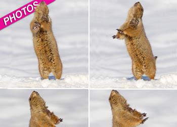 //prairie dogs dance photos